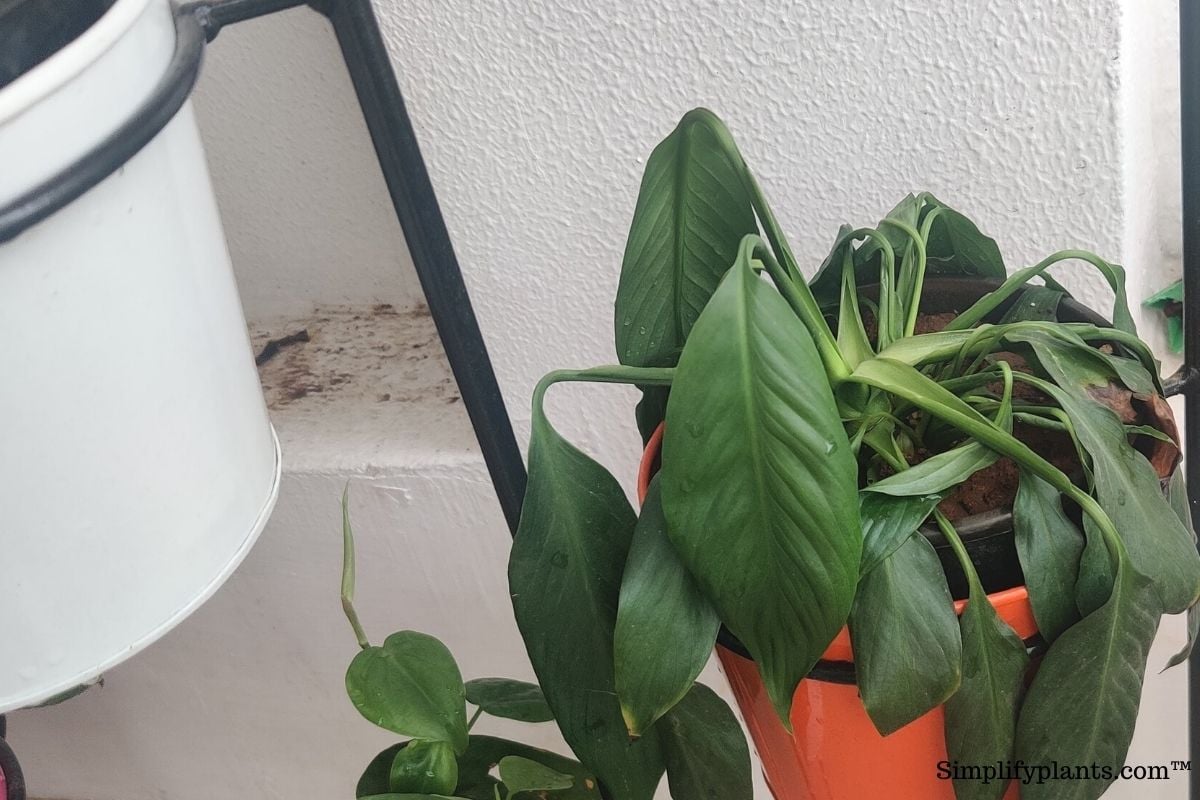 How Long Can House Plants Go Without Water? (With 25 Examples) » Simplify Plants