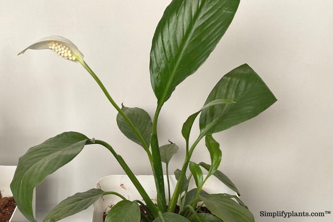 How Often Does A Peace Lily Bloom? (+Ideal Blooming Conditions & More