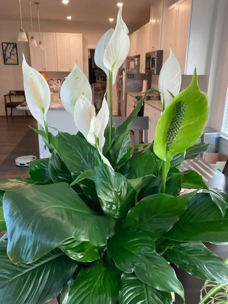 Peace Lily flowering 2