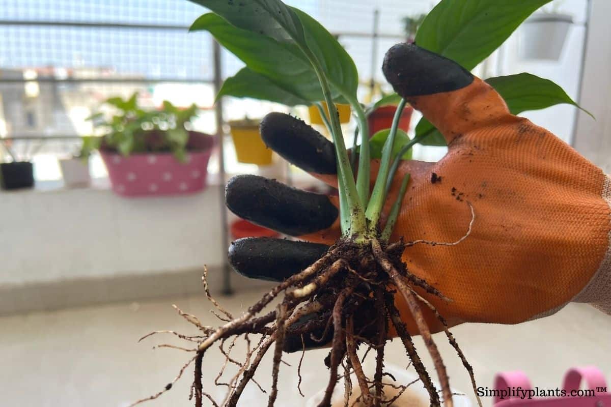 How To Prune A Peace Lily? (When+StepsByStep Guide) » Simplify Plants