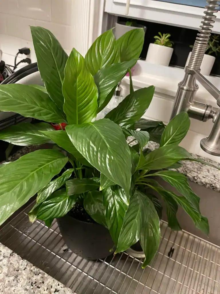 Peace Lily watering