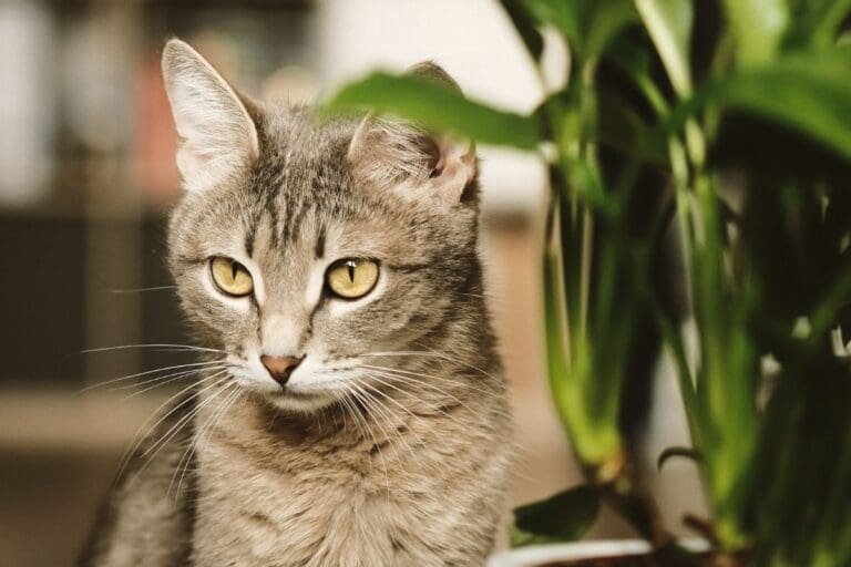 Are Peace Lily Toxic? (Cats, Dogs, Rabbit & More)