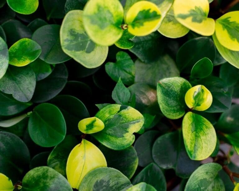Why Is My Peperomia Turning Yellow? (Causes+How To Fix)