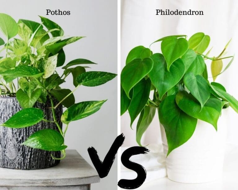 Are Philodendron And Pothos The Same? (+Easy Distinction)