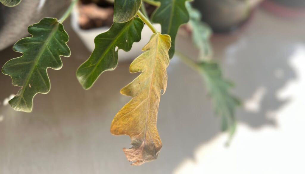 philodendron turning yellow