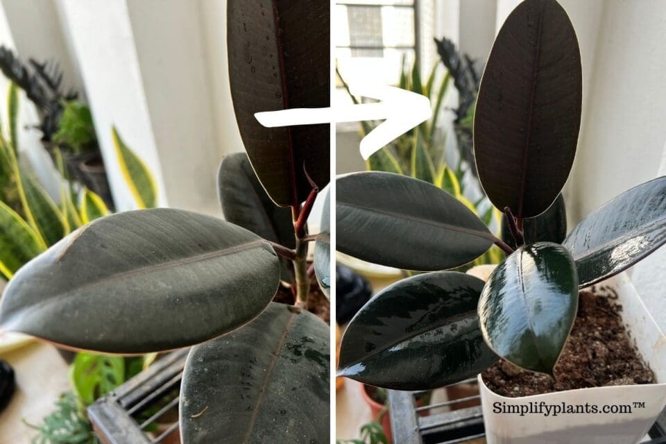 8 Best Ways To Clean Houseplant Leaves » Simplify Plants
