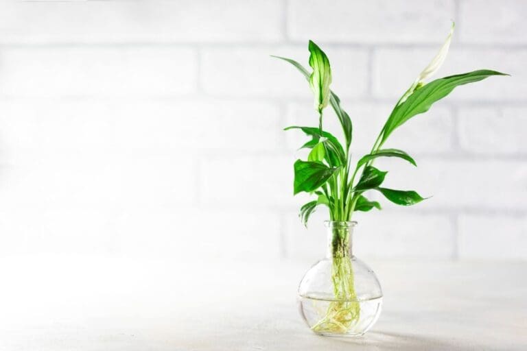 peace lilly grow in water