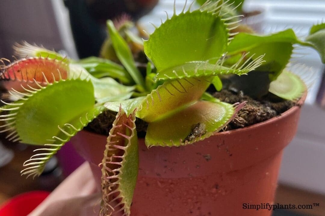 How To Get Rid Of Fruit Flies In Indoor Plants? (Identification
