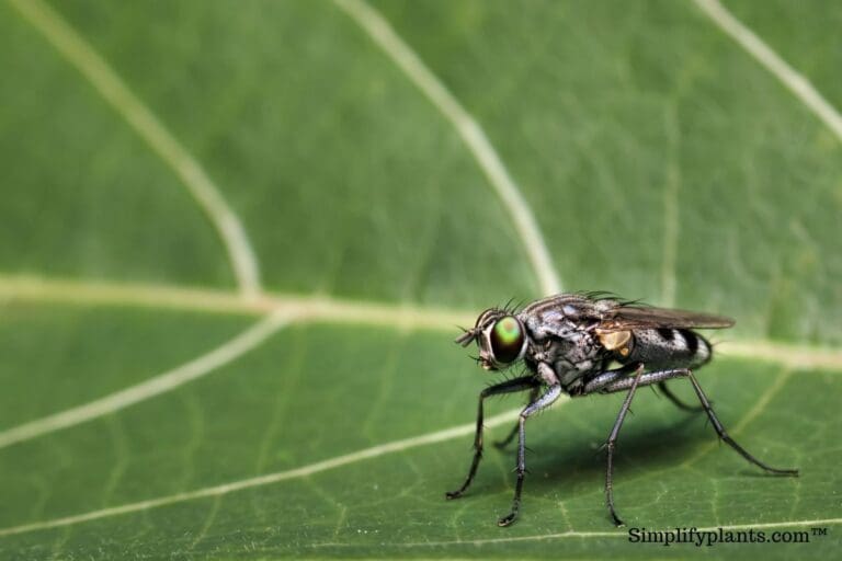 Fruit flies on indoor plants