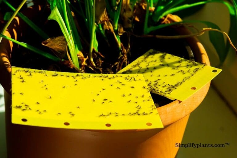How To Get Rid Of Gnats In Indoor Plants? (Identification, Causes & Solution)