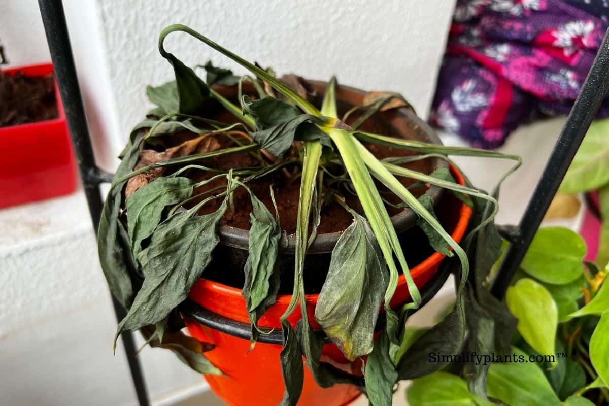 Why Is My Indoor Plant Dying? (Causes+Solution) » Simplify Plants