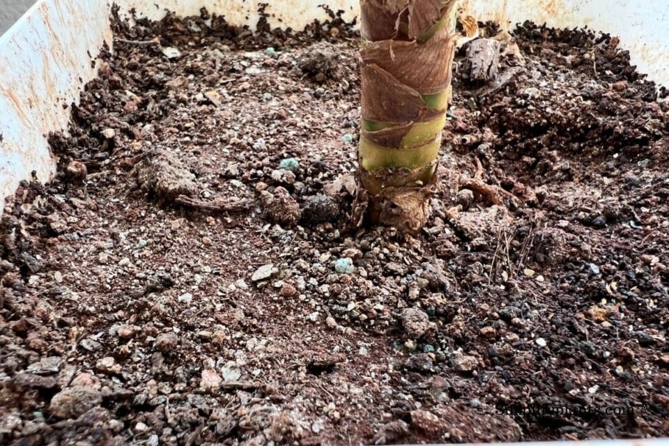 Why Is My Indoor Plant Soil Not Drying? (+8 Effective Ways To Dry The Soil) » Simplify Plants