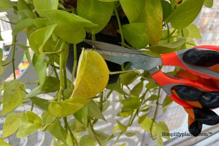 8 Easy Steps To Prune Indoor Plants Like A Pro!