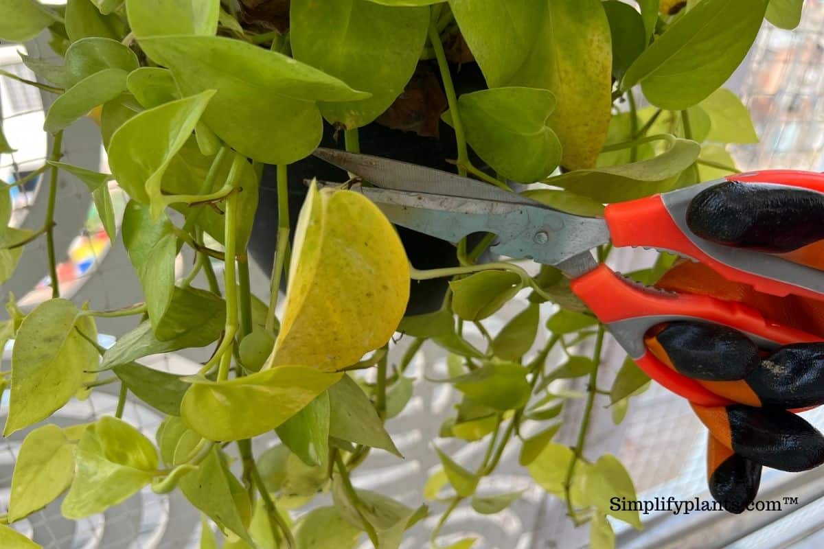 How To Prune Indoor Plants? (StepByStep Guide) » Simplify Plants
