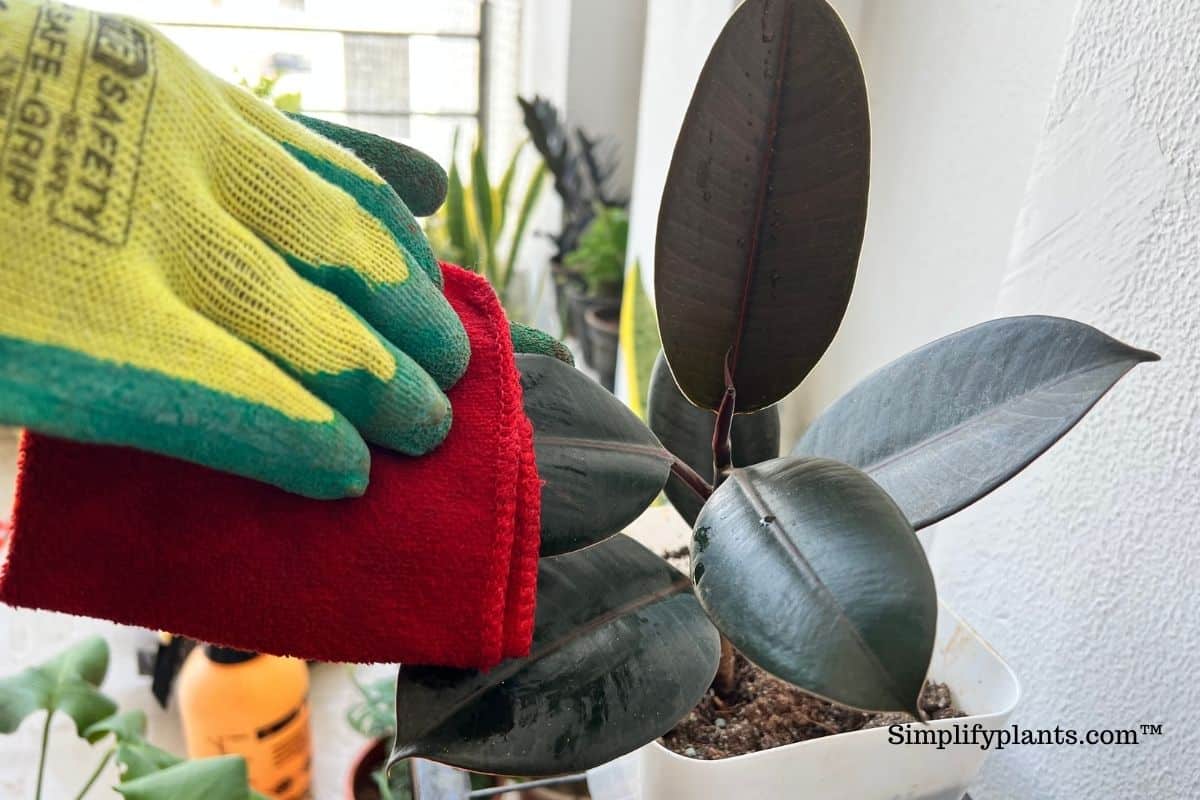 Will Vinegar Hurt Indoor Plants? (Bad Effects+When To Use) » Simplify