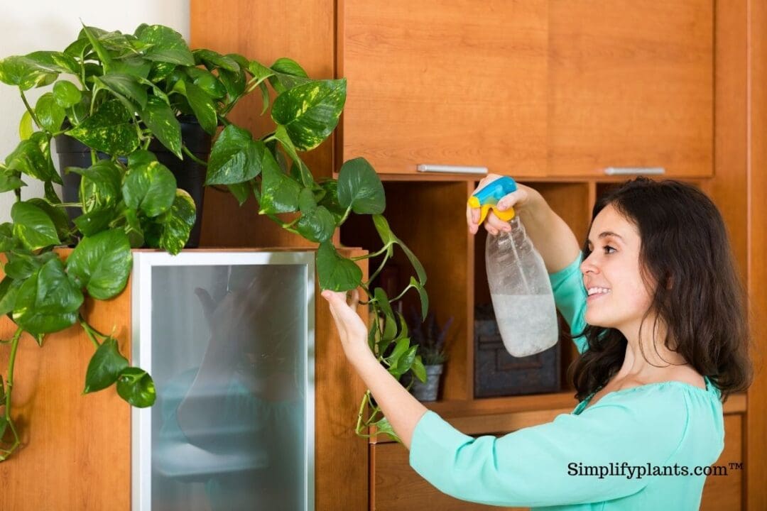 Will Vinegar Hurt Indoor Plants? (Bad Effects+When To Use) » Simplify Plants