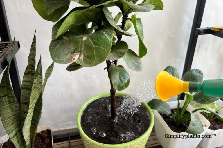 Why Is My Indoor Plant Soil Not Drying? (+8 Effective Ways To Dry The Soil) » Simplify Plants