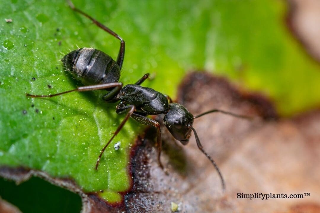 Do Indoor Plants Attract Ants? (+How Do You Get Rid Of Ants In House