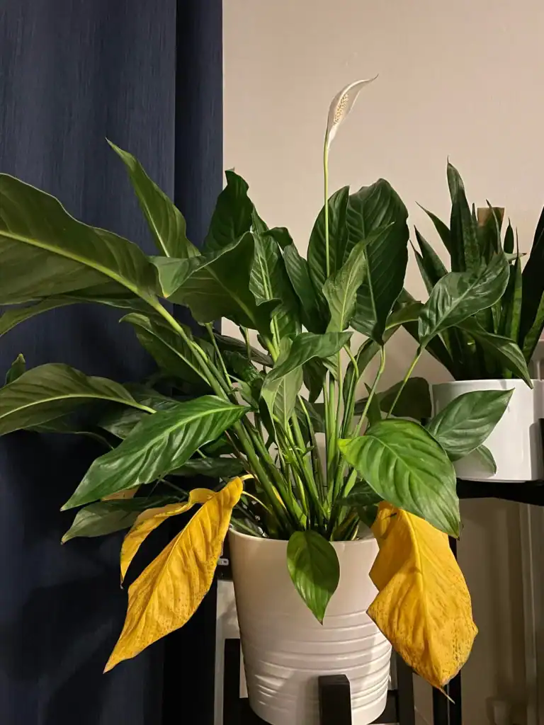 11 Reasons Why Your Peace Lily Is Turning Yellow and How to Fix It