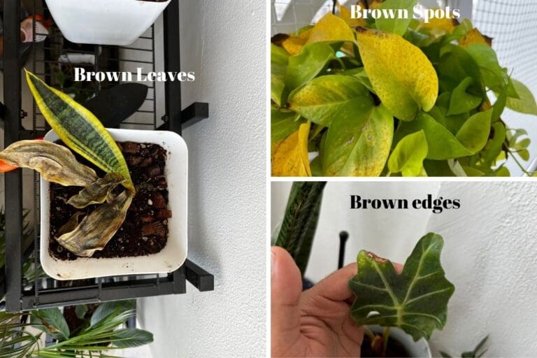Why Are My Indoor Plants Leaves Turning Brown? (Possible Problems+Solution)