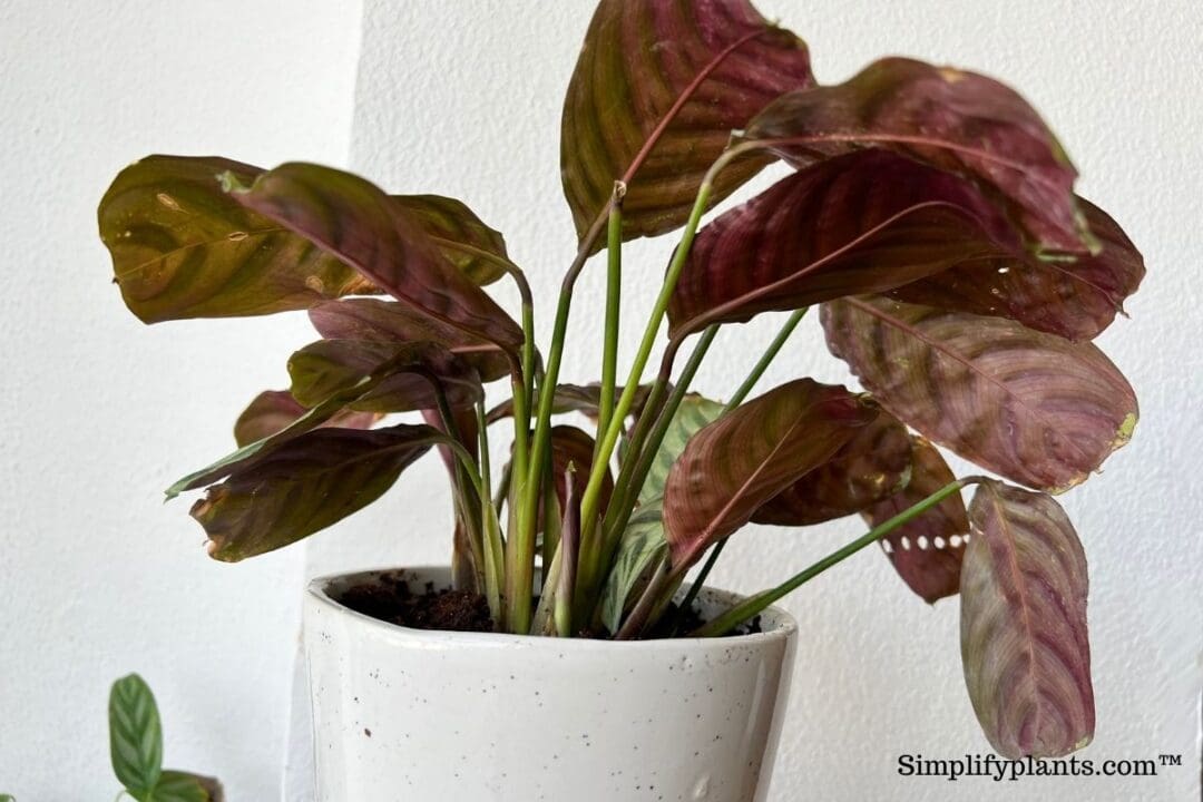 Why Do Calathea Leaves Close At Night? (With Possible Problems