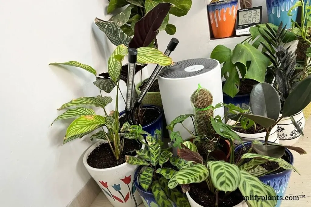 Is Calathea Plant Toxic (Cats, Dogs & Other Animals) » Simplify Plants