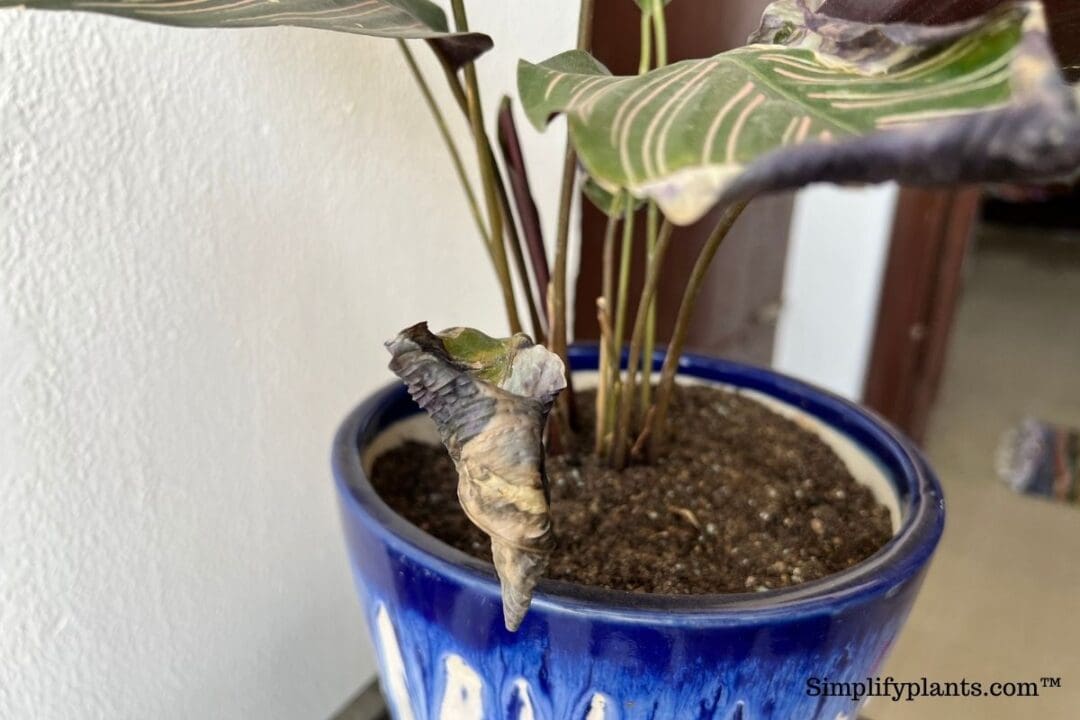 Why Is My Calathea Dying? (Possible Problems & Signs) » Simplify Plants