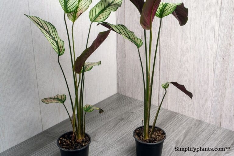 Calathea leggy2