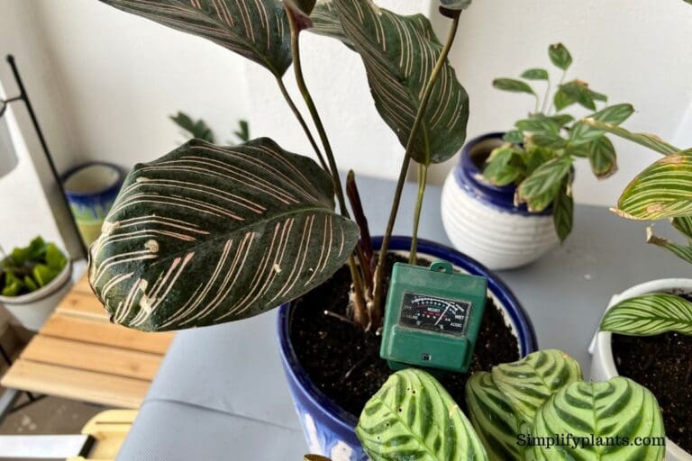 How To Fix Overwatered Calathea? (Possible Cause, Signs & How To Fix)