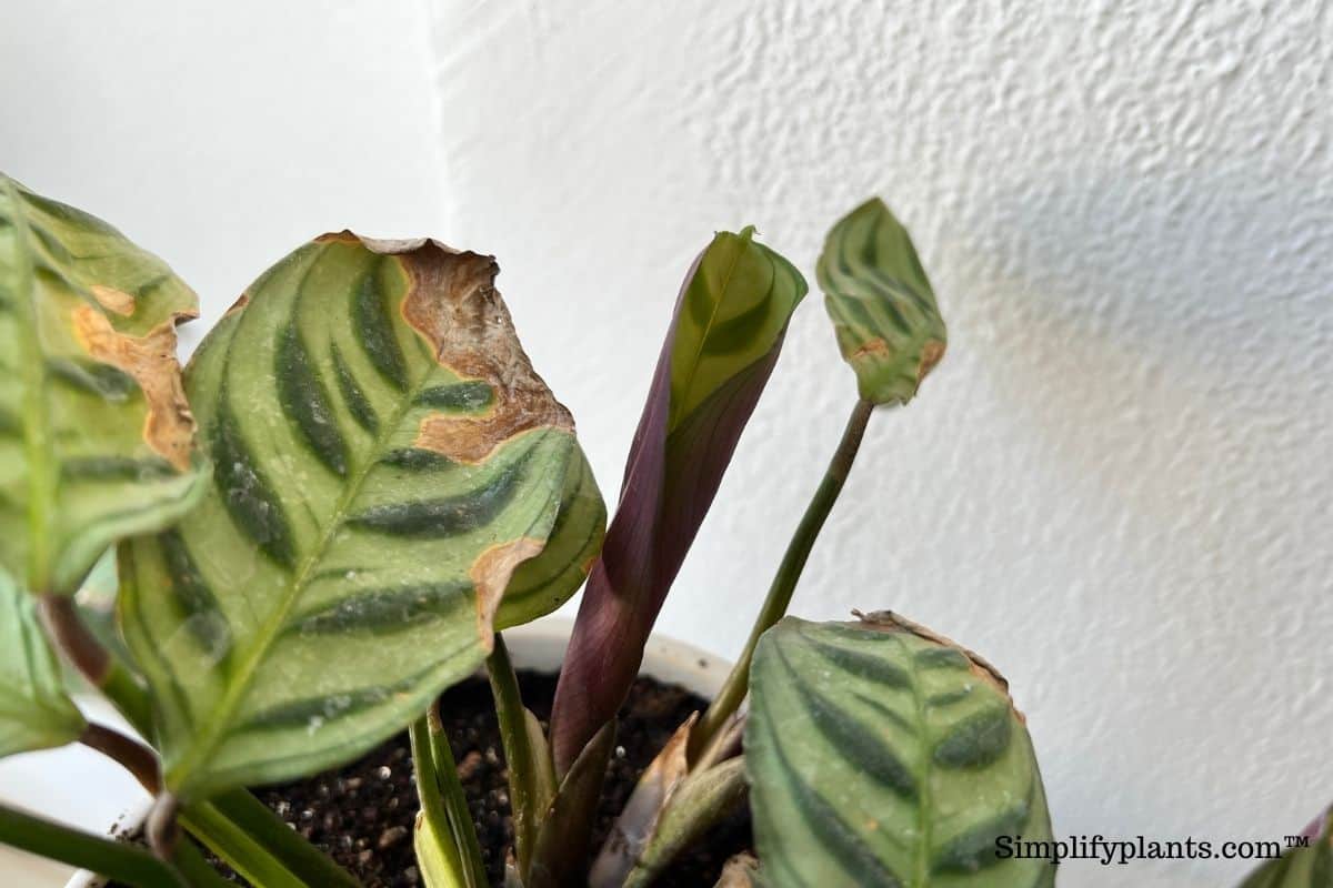Why Is My Calathea Turning Brown? (Causes+How To Fix) » Simplify Plants