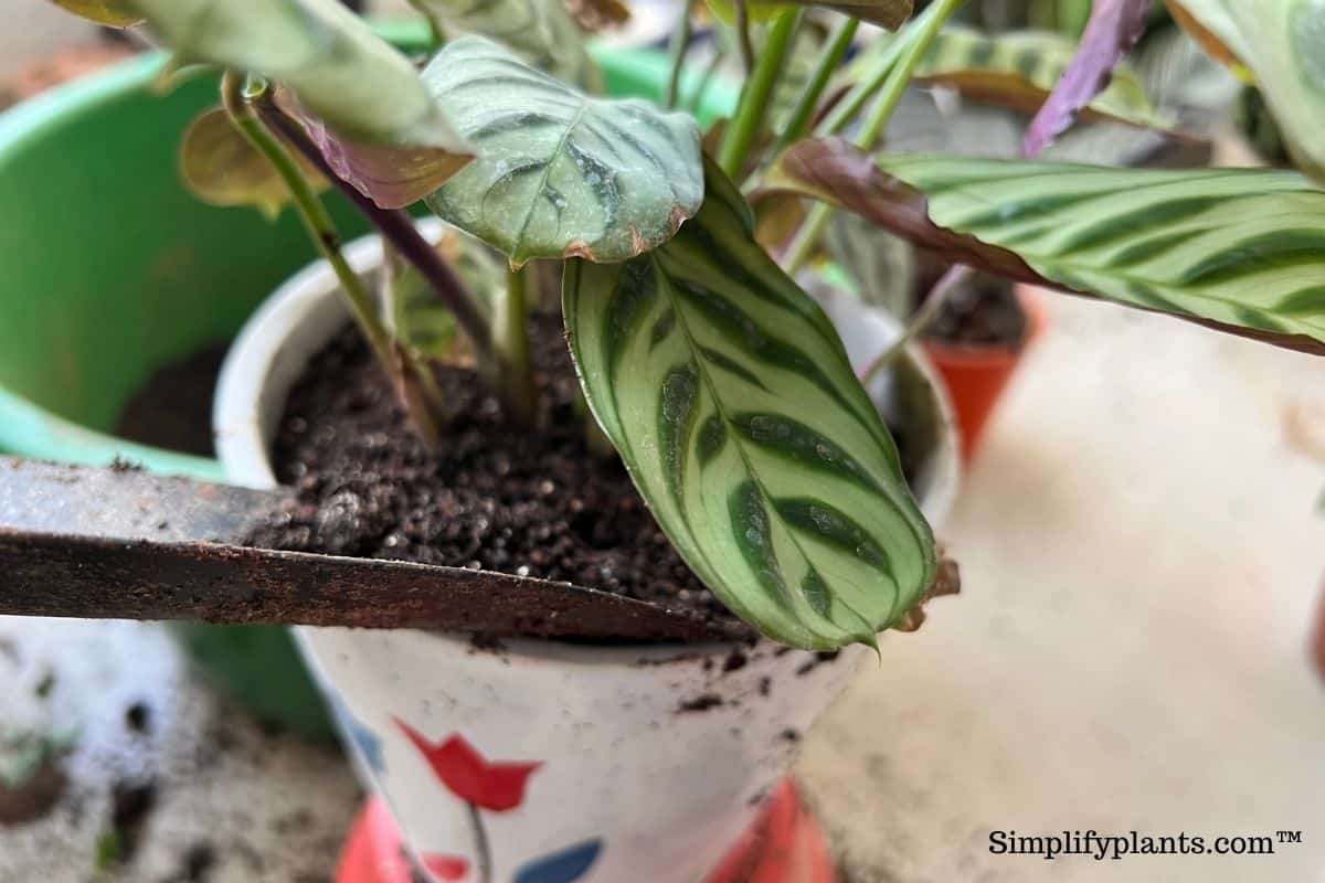 What Kind Of Soil Is Best For Calathea? (Best Soil Mix For Calathea) » Simplify Plants