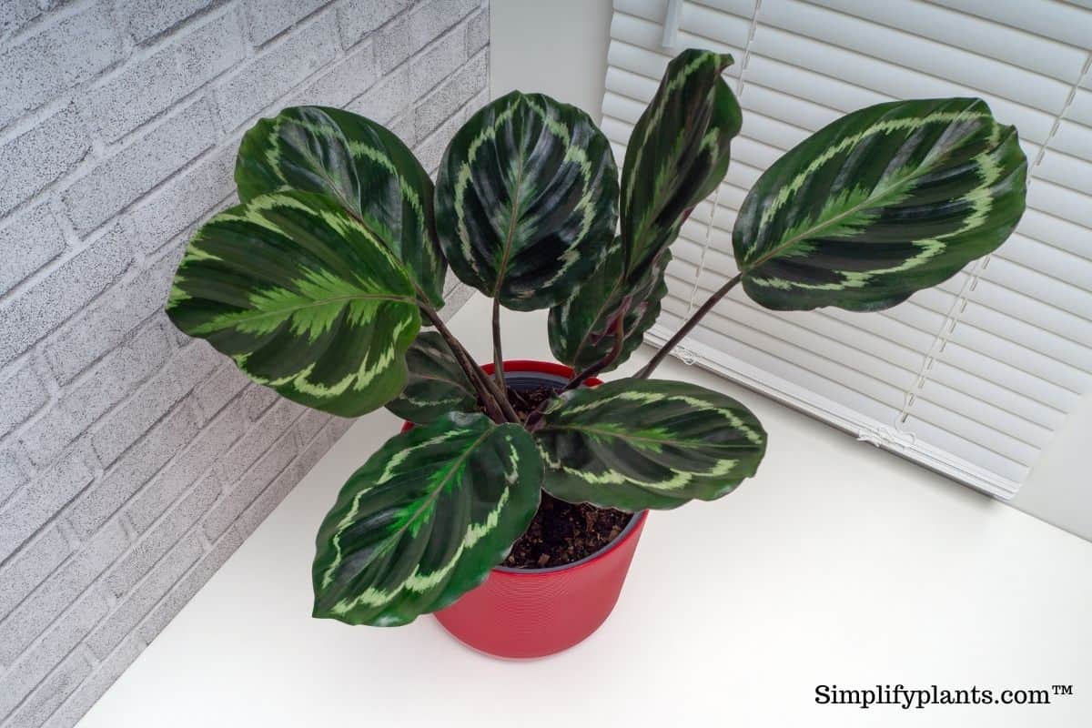 How Much Light Do Calathea Plants Need? (Calathea Plant Light