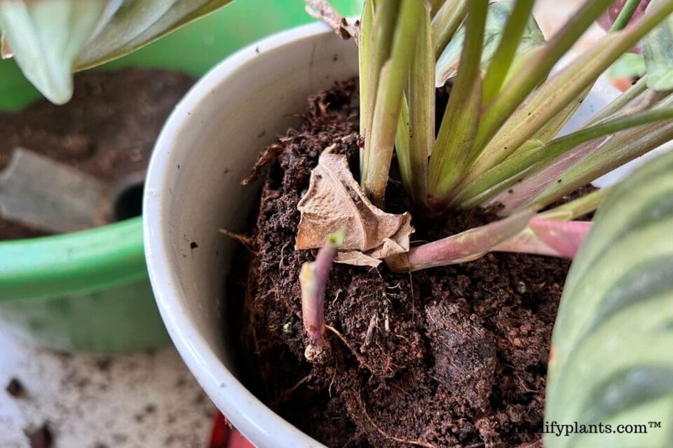 Is Calathea Plant Toxic (Cats, Dogs & Other Animals) » Simplify Plants