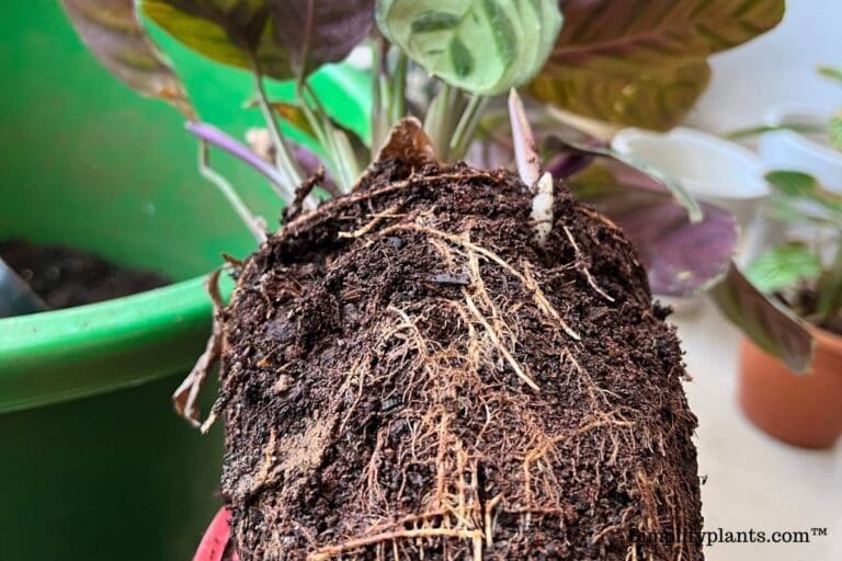 Calathea root bound