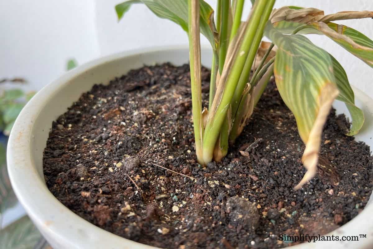 What Kind Of Soil Is Best For Calathea? (Best Soil Mix For Calathea) » Simplify Plants