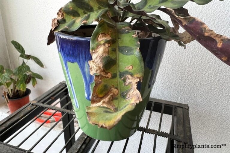 Why Is My Calathea Leaves Crispy? (Causes+How To Fix)