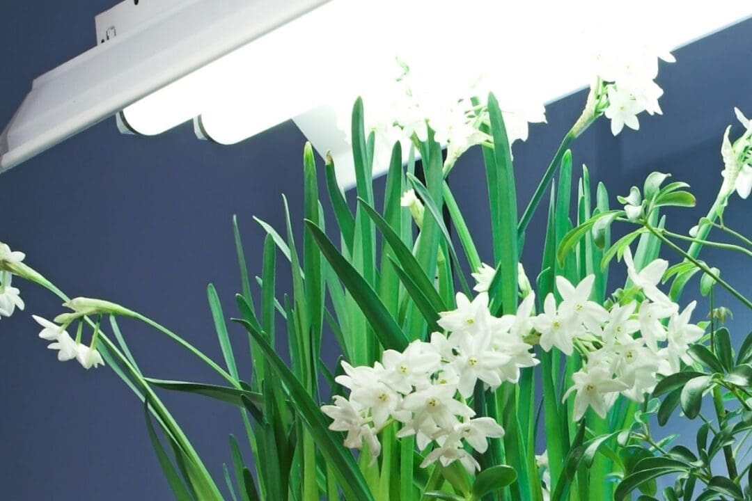 LED Vs. Fluorescent Grow Lights (Pros & Cons+Best Picks) » Simplify Plants