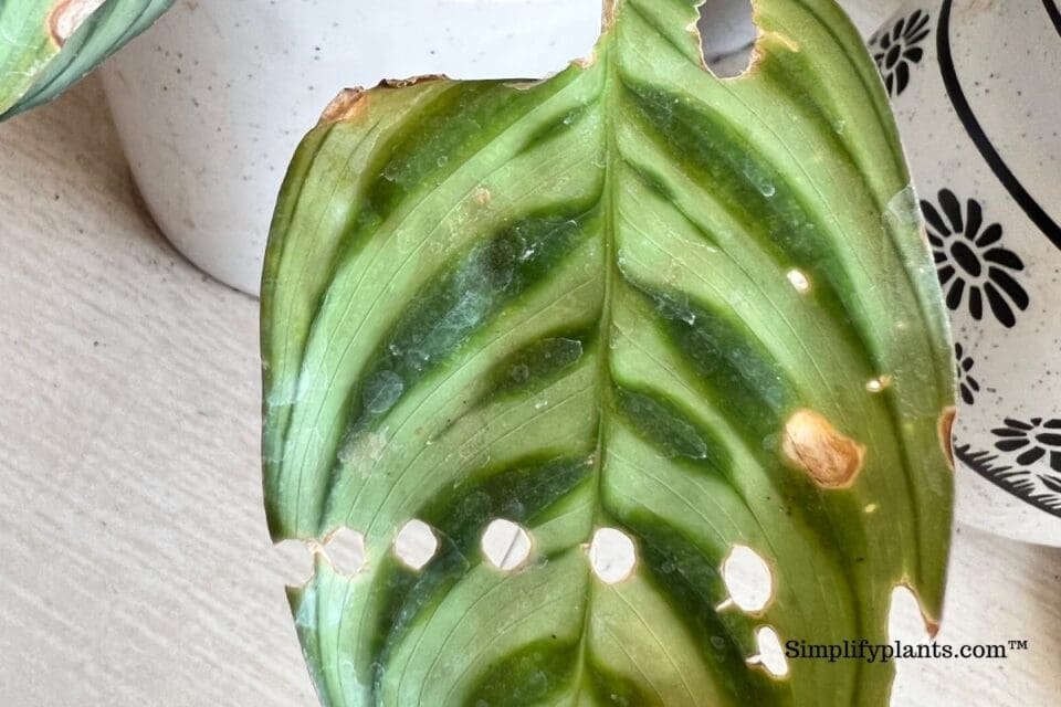 Why Do Indoor Plants Get Holes In Leaves? (Causes+How To Fix