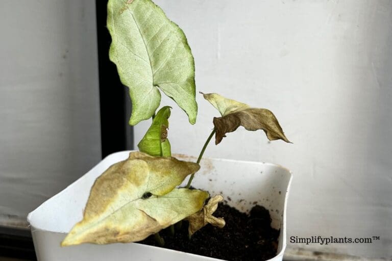 Can Houseplants Recover From Cold Damage?