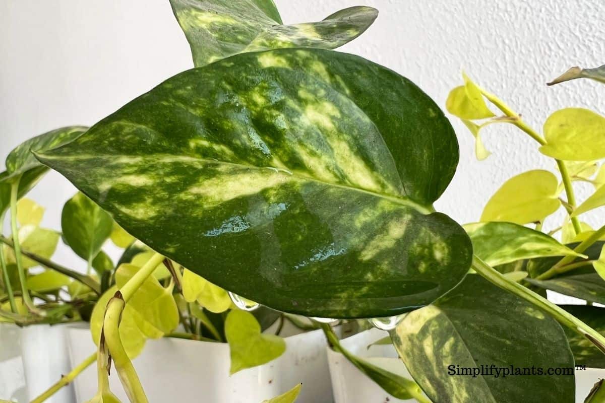 Why Is My Indoor Plant Dripping Water? (Guttation Or Dew) » Simplify Plants