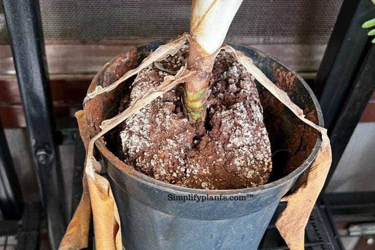 Indoor plant soil moldy