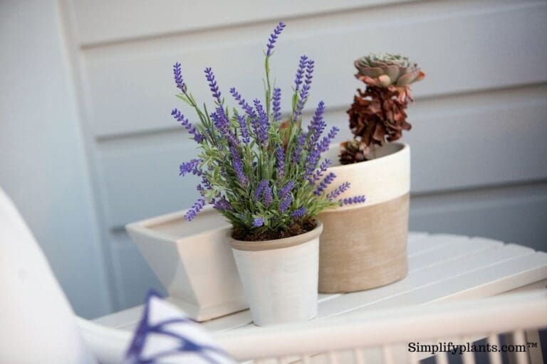 Top 10 Tips To Propagate Lavender Plants