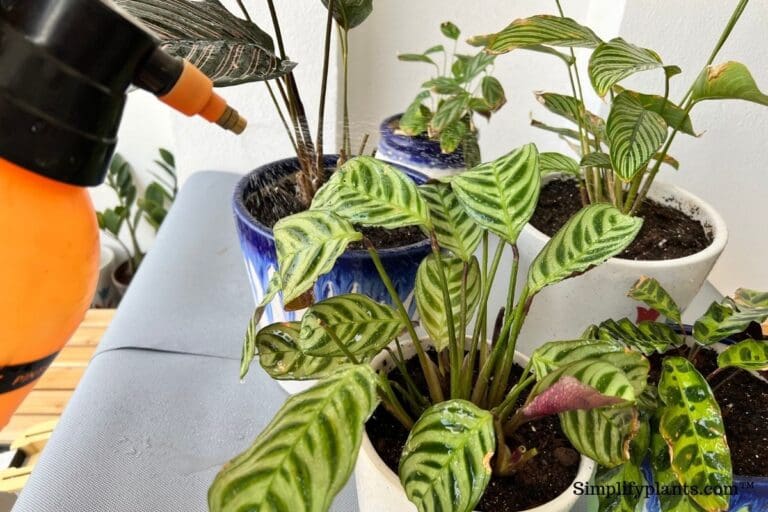 Misting calathea