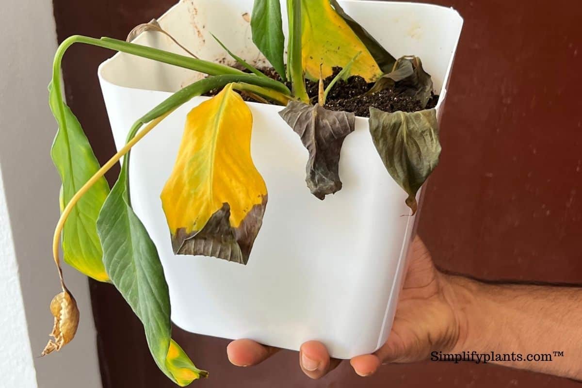 Indoor Plant Leaves Shriveling? (Causes+How To Fix) » Simplify Plants