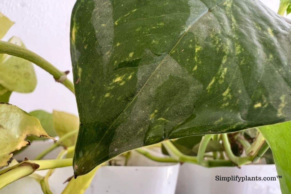 Why Is My Indoor Plant Dripping Water? (Guttation Or Dew) » Simplify Plants