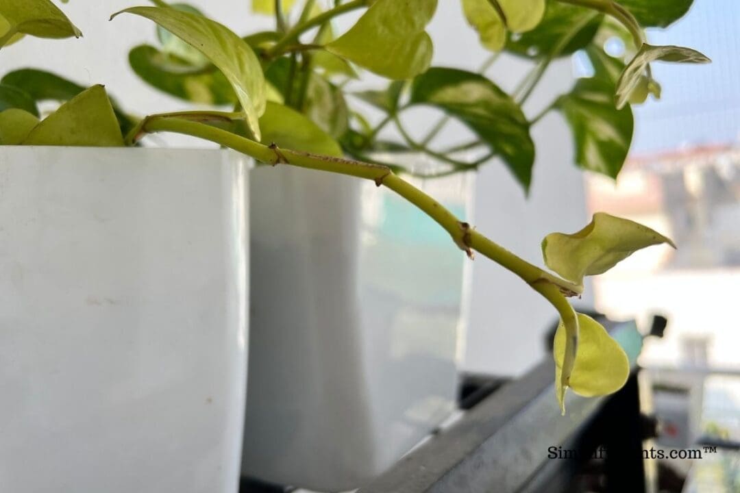 Why Are My Indoor Plants Leggy? (Reasons+ How To Fix With Images