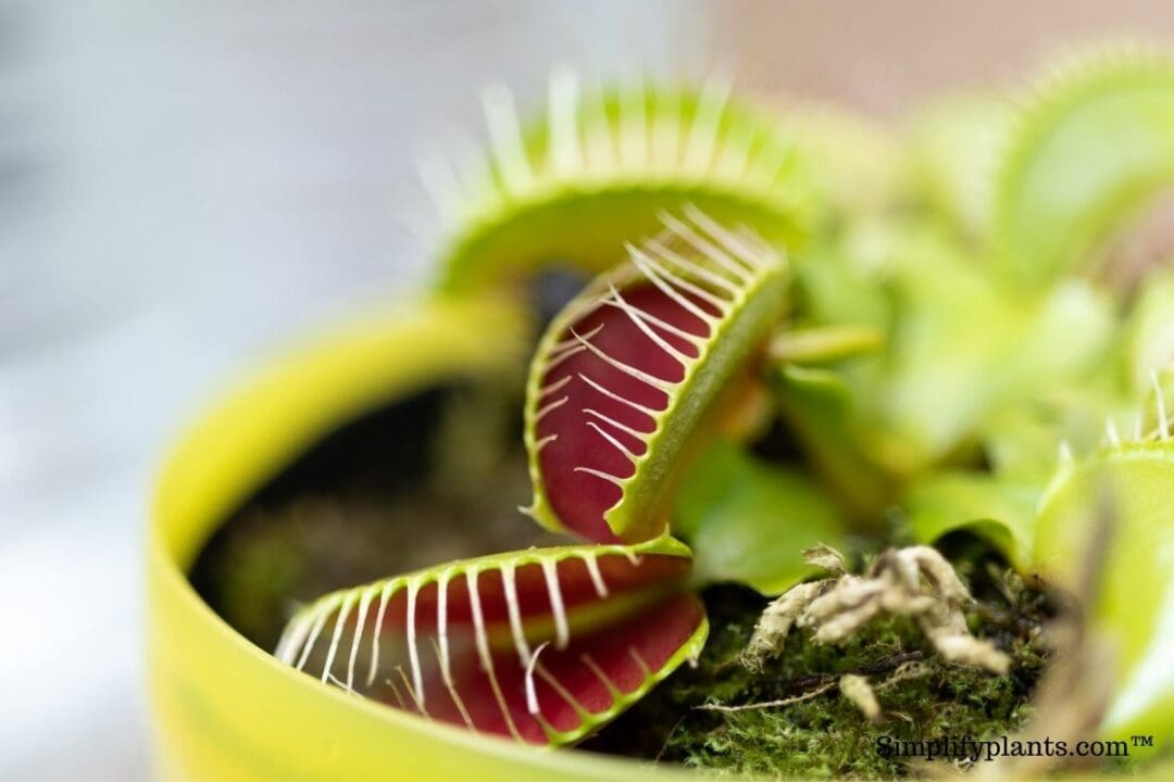 Can Flies Lay Eggs In Your Houseplants? » Simplify Plants