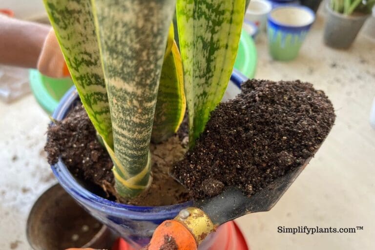 snake plant repotting 3