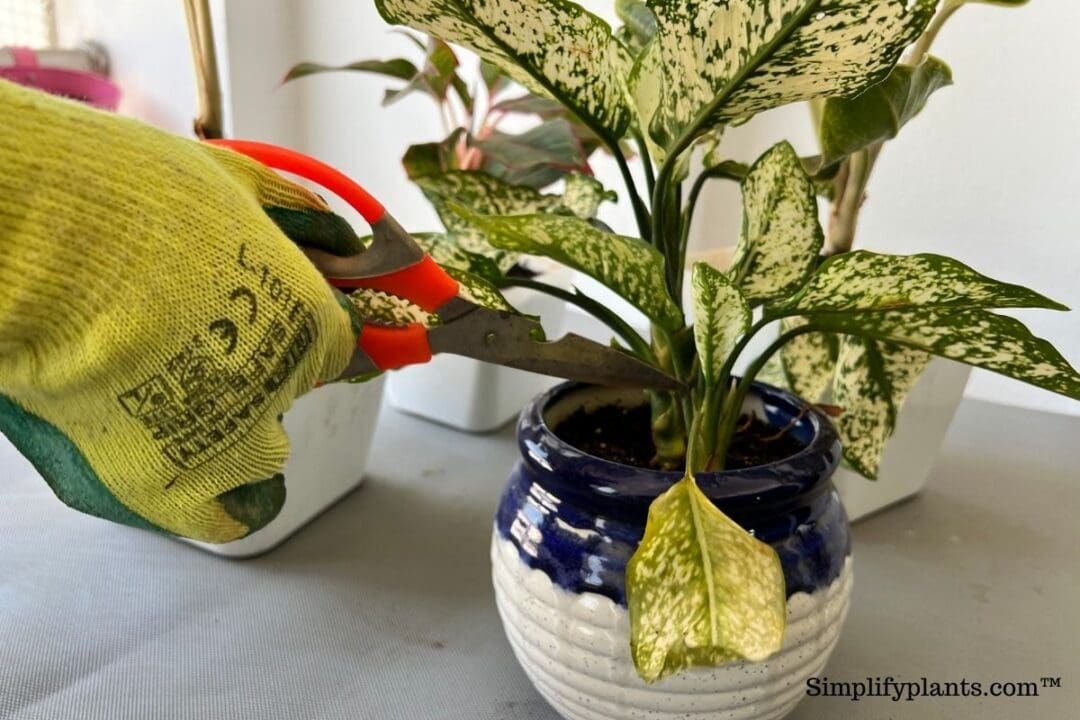 How To Prune Chinese Evergreen? (StepbyStep Guide) » Simplify Plants