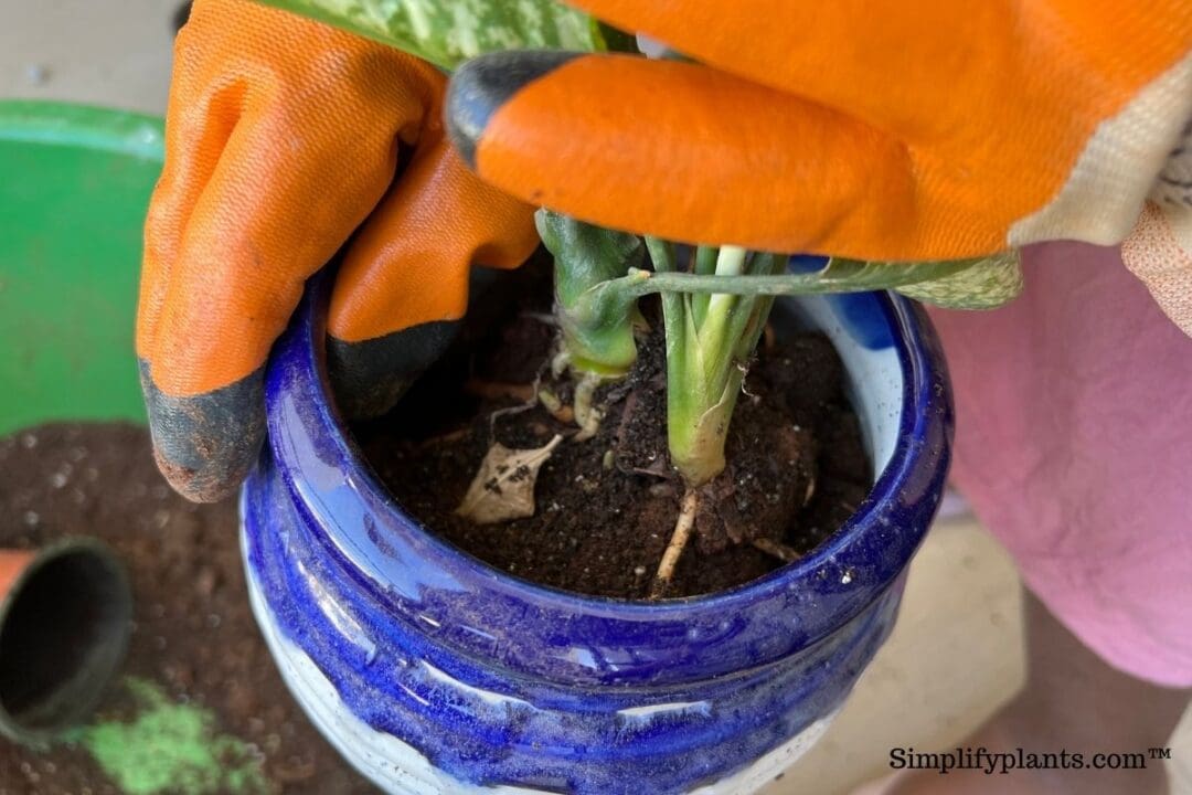 Should I Repot My Indoor Plants After Buying Them? (+Steps To Repot